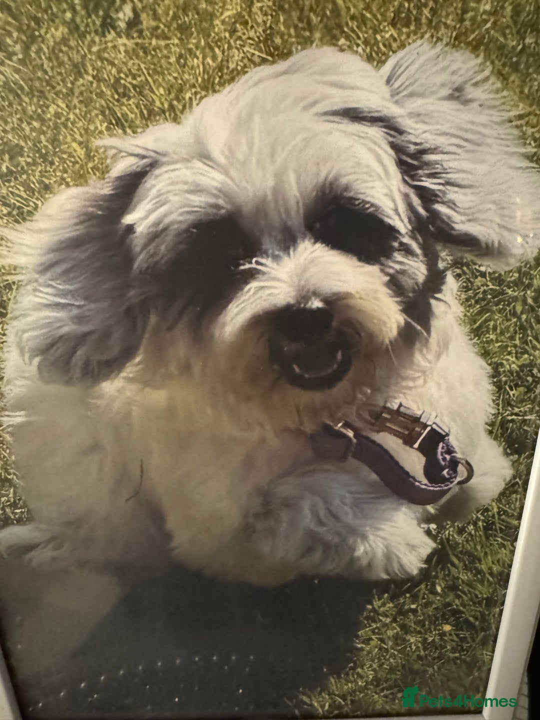 Cockapoo dogs for sale: Cockapoo - Advert 1