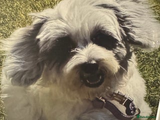 Cockapoo dogs Cockapoo - Advert 1