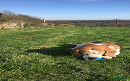 Beagle dogs for sale: 10 year old beagle up for adoption.  - Image 10