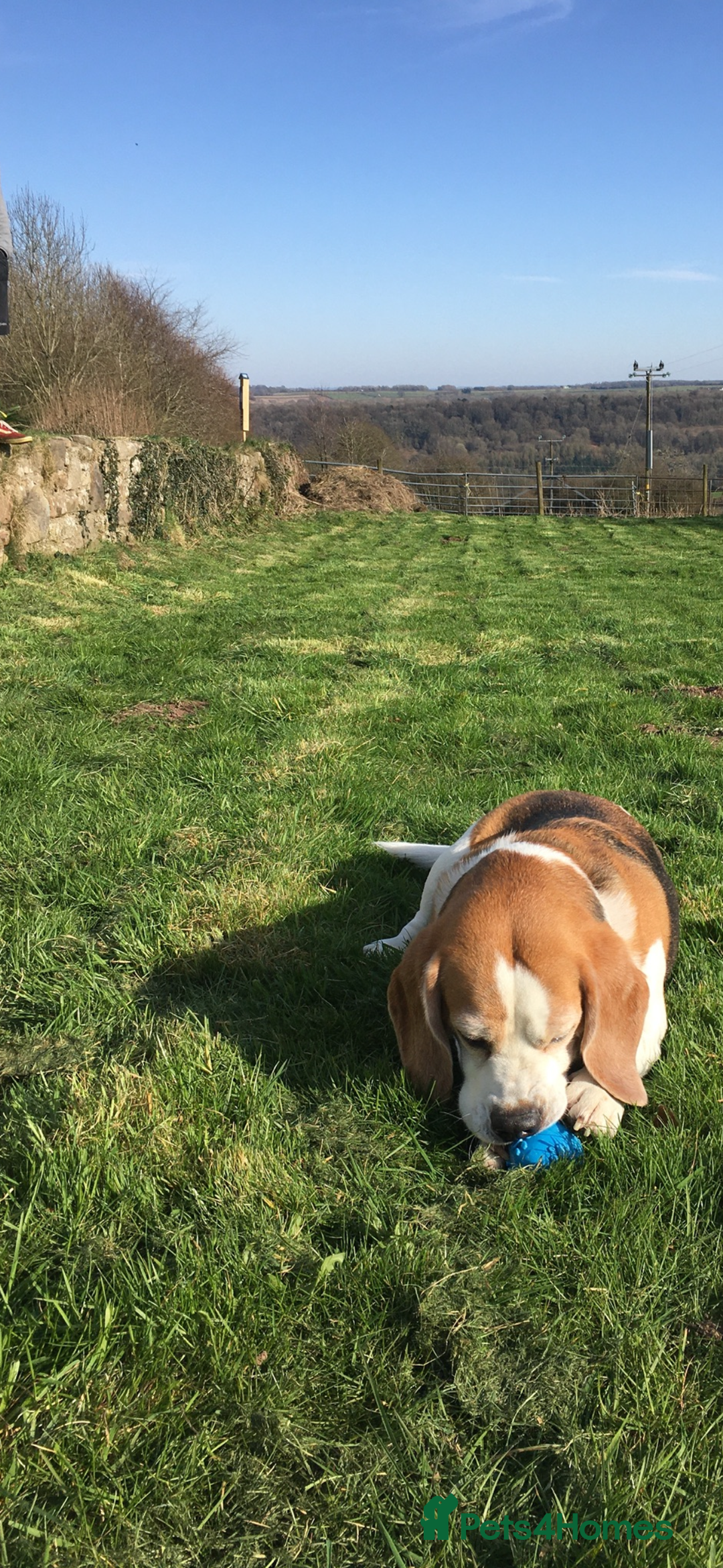 Beagle dogs for sale: 10 year old beagle up for adoption.  - Image 10