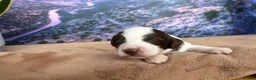 Sproodle dogs for sale: ✨RARE TRICOLOUR TUXEDO MERLE SPROODLES🐾❤️✨ TESTED - Advert 31