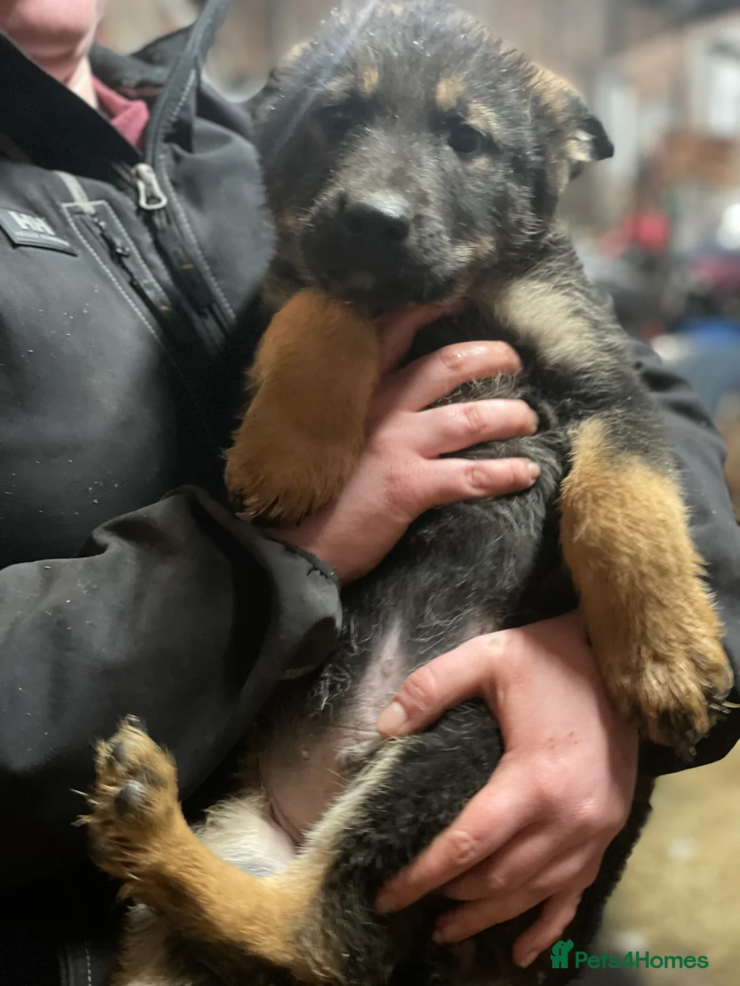 Shepsky dogs for sale: German Shepherd cross Husky Puppies  - Advert 10