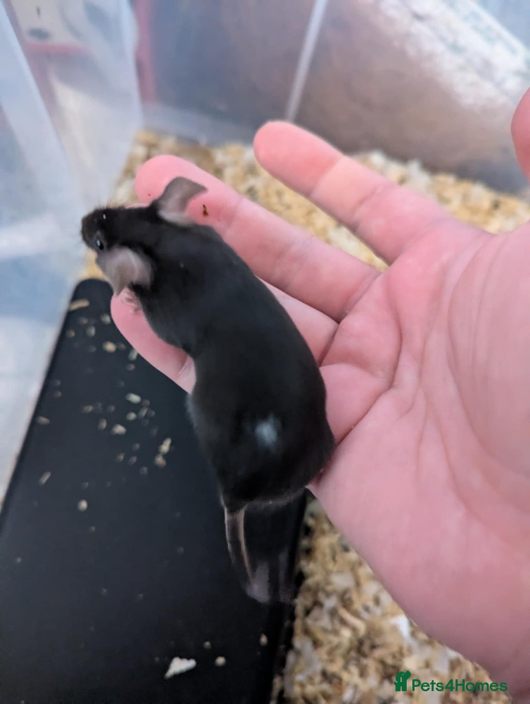 Mouse rodents for sale: Friendly young mice available, mixed colors - Image 2