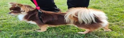 Chihuahua dogs for stud: STUD: Long Coat Chocolate Boy in Aldershot - Advert 4