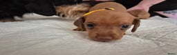 Dachshund dogs for sale: Smooth Haired Dachshund puppies - Advert 3