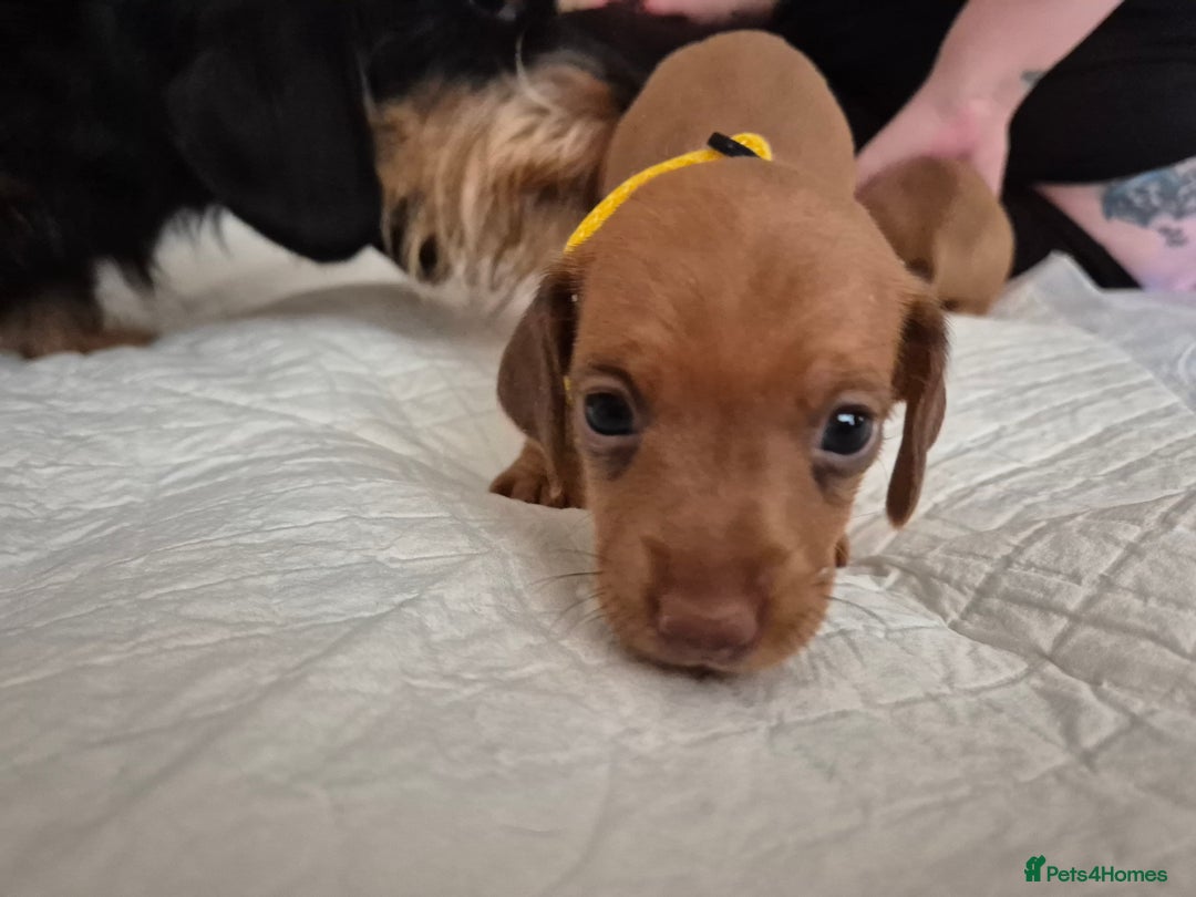 Dachshund dogs for sale: Smooth Haired Dachshund puppies - Advert 3