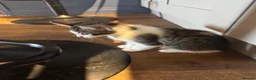 Domestic Shorthair cats for sale: X4 male kittens - Advert 5