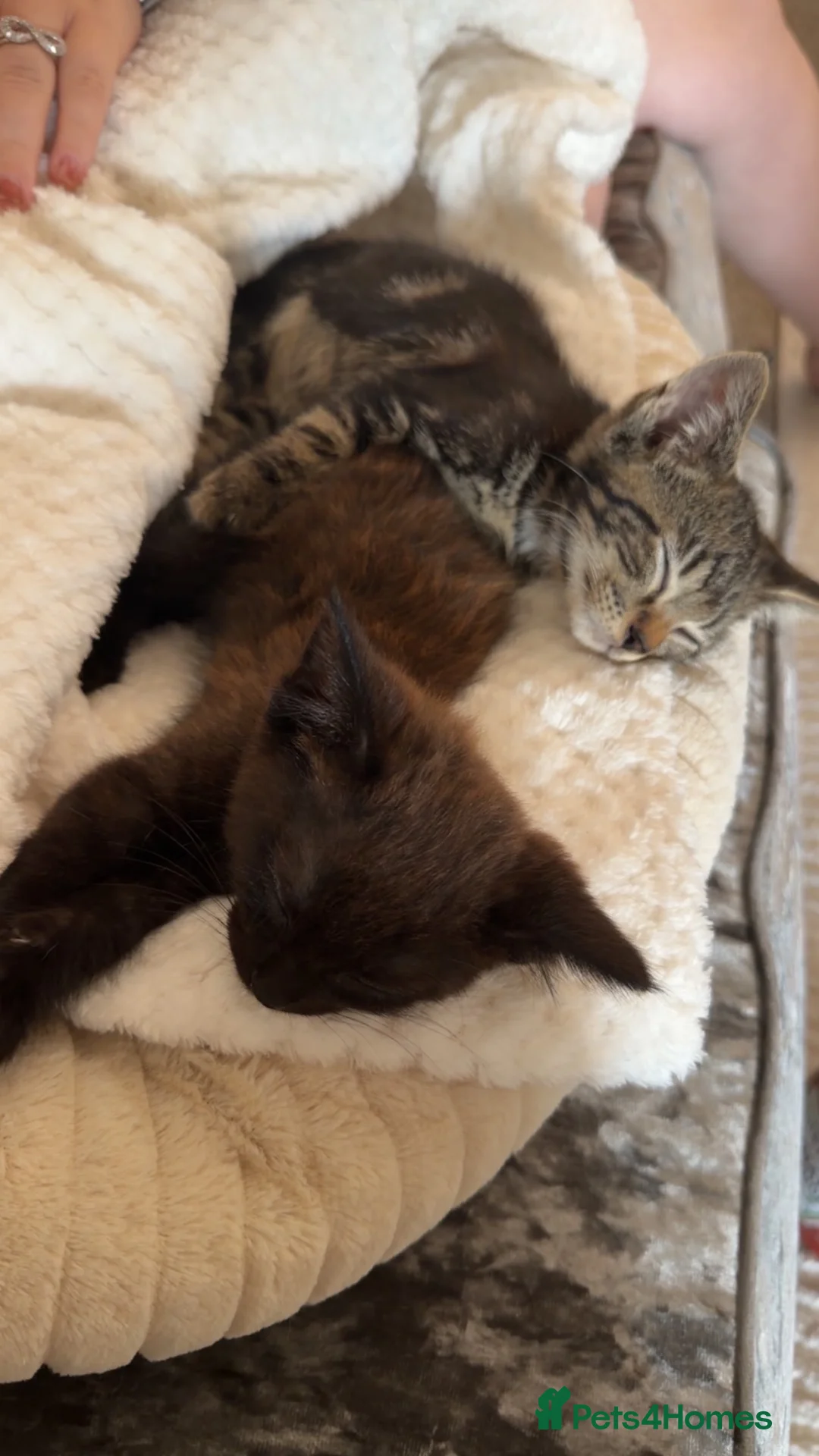 Mixed Breed cats for sale: One male boy left  - Advert 4