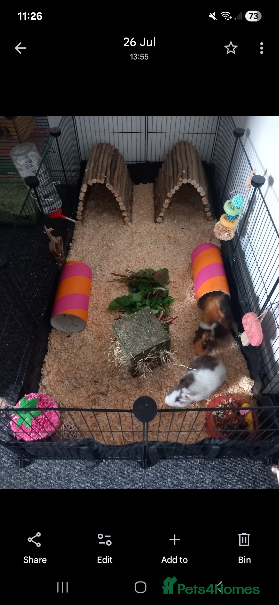 Guinea Pig rodents 2 bonded male teddy guineapigs - Advert 1