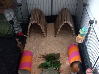 Guinea Pig rodents 2 bonded male teddy guineapigs - Advert 1