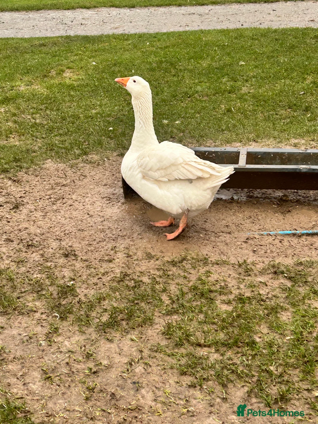 Geese poultry for sale: Emden Geese, 3 Geese, 1 Gander - Advert 5