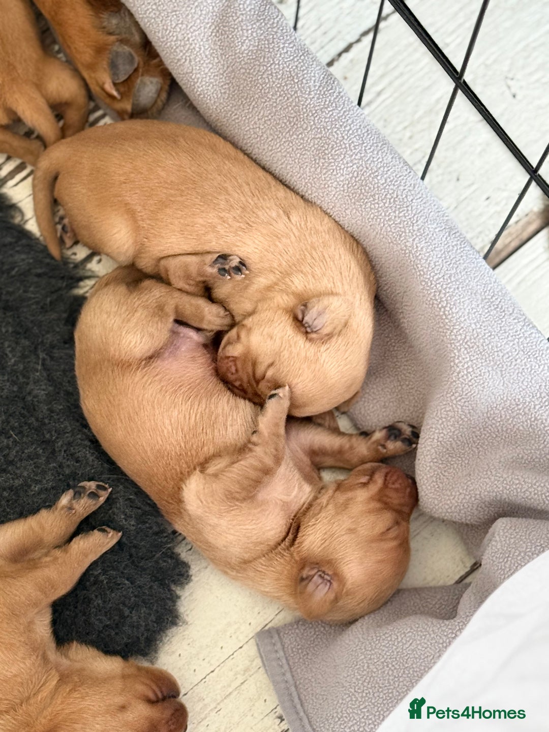 Labrador Retriever dogs for sale: Fox Red Labradors - Image 9