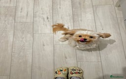 Cavapoo dogs for sale: Rehoming Adorable Cavapoo Girl - Image 3