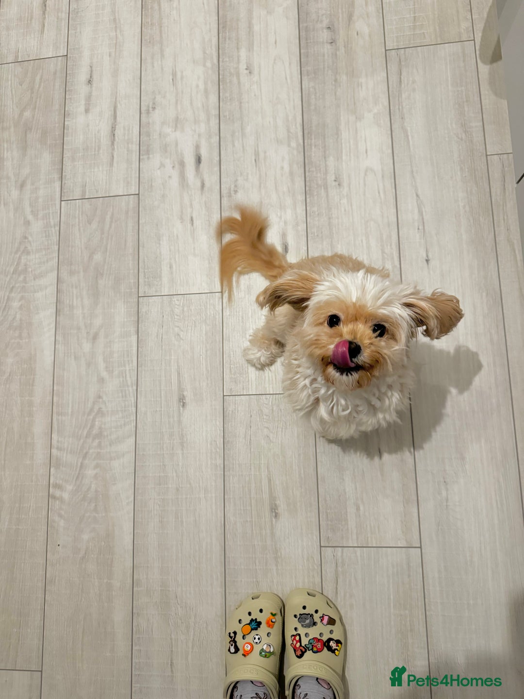 Cavapoo dogs for sale: Rehoming Adorable Cavapoo Girl - Image 3