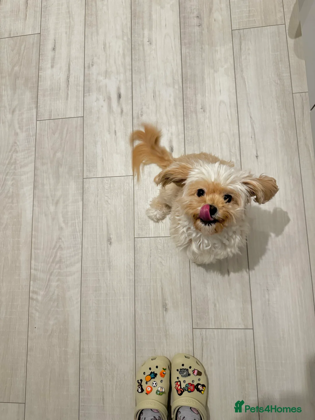 Cavapoo dogs for sale: Rehoming Adorable Cavapoo Girl - Advert 5