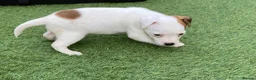 Jack Russell dogs for sale: Beautiful Jack Russell puppies  - Advert 12