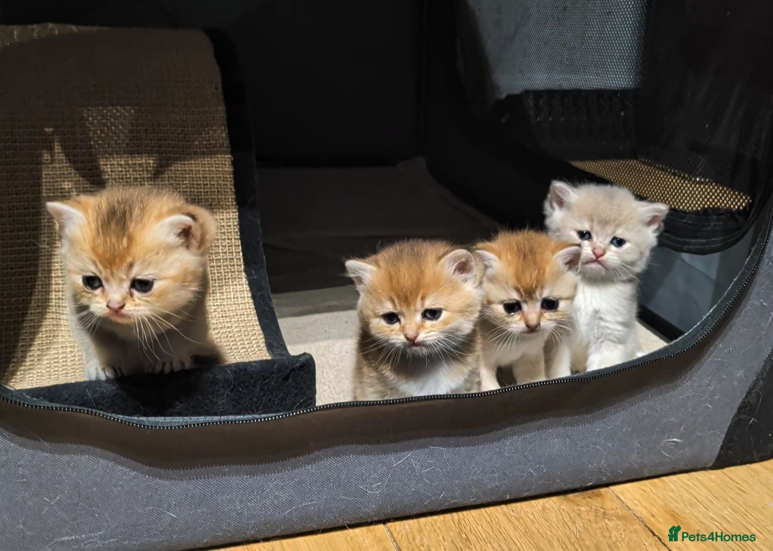 British Shorthair cats 📌GOLDEN 🏆 BSH 🐾 GCCF & TICA reg - Advert 14