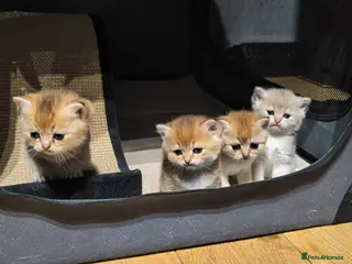 British Shorthair cats 📌GOLDEN 🏆 BSH 🐾 GCCF & TICA reg - Advert 14