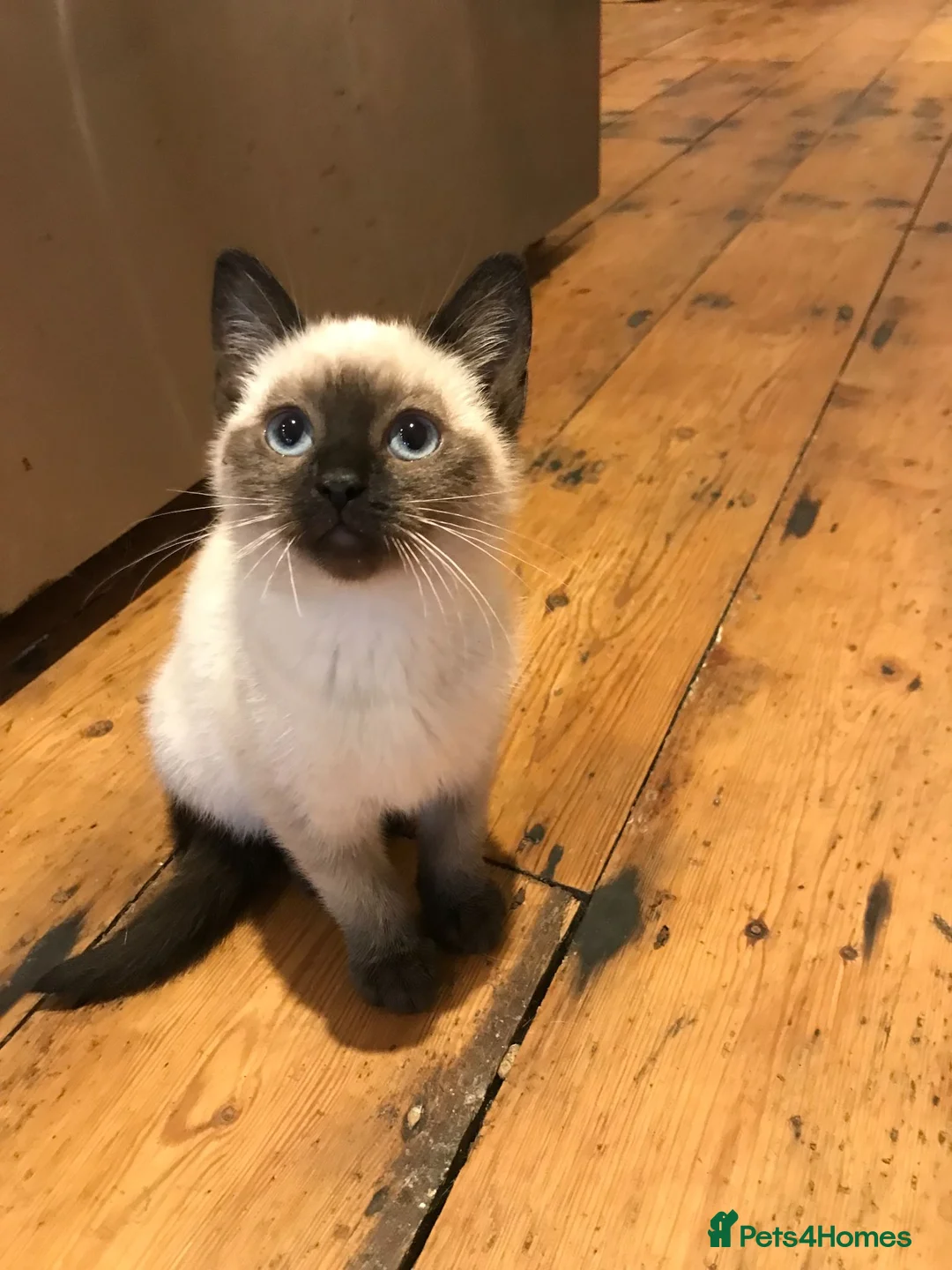 Mixed Breed cats for sale: 5 gorgeous Siamese/American long hair kitten - Advert 1