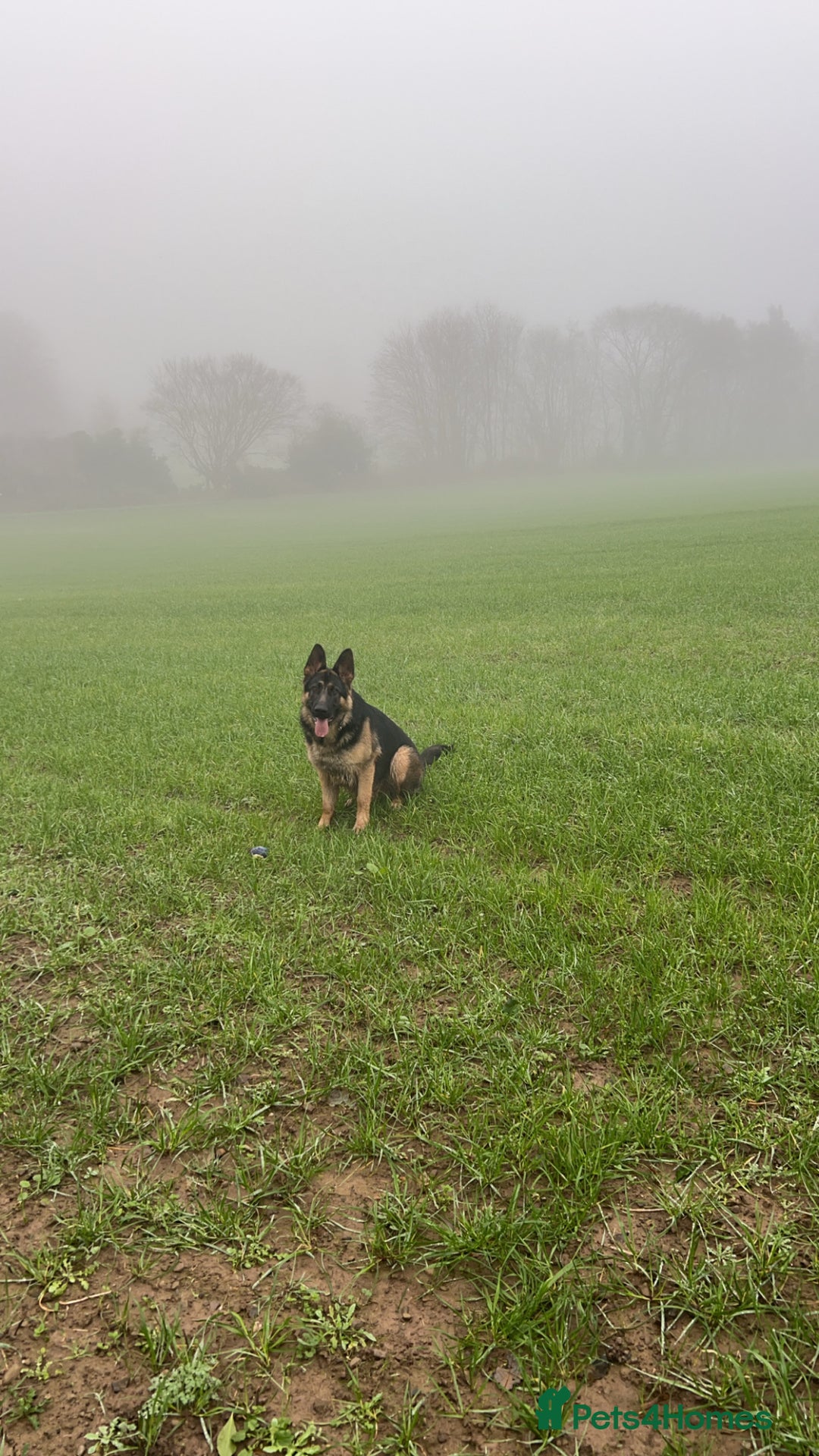 German Shepherd dogs for sale: Almost 2 year old boy for sale - Advert 7