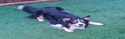 Border Collie dogs for stud: Welsh collie tri colour  - Advert 9