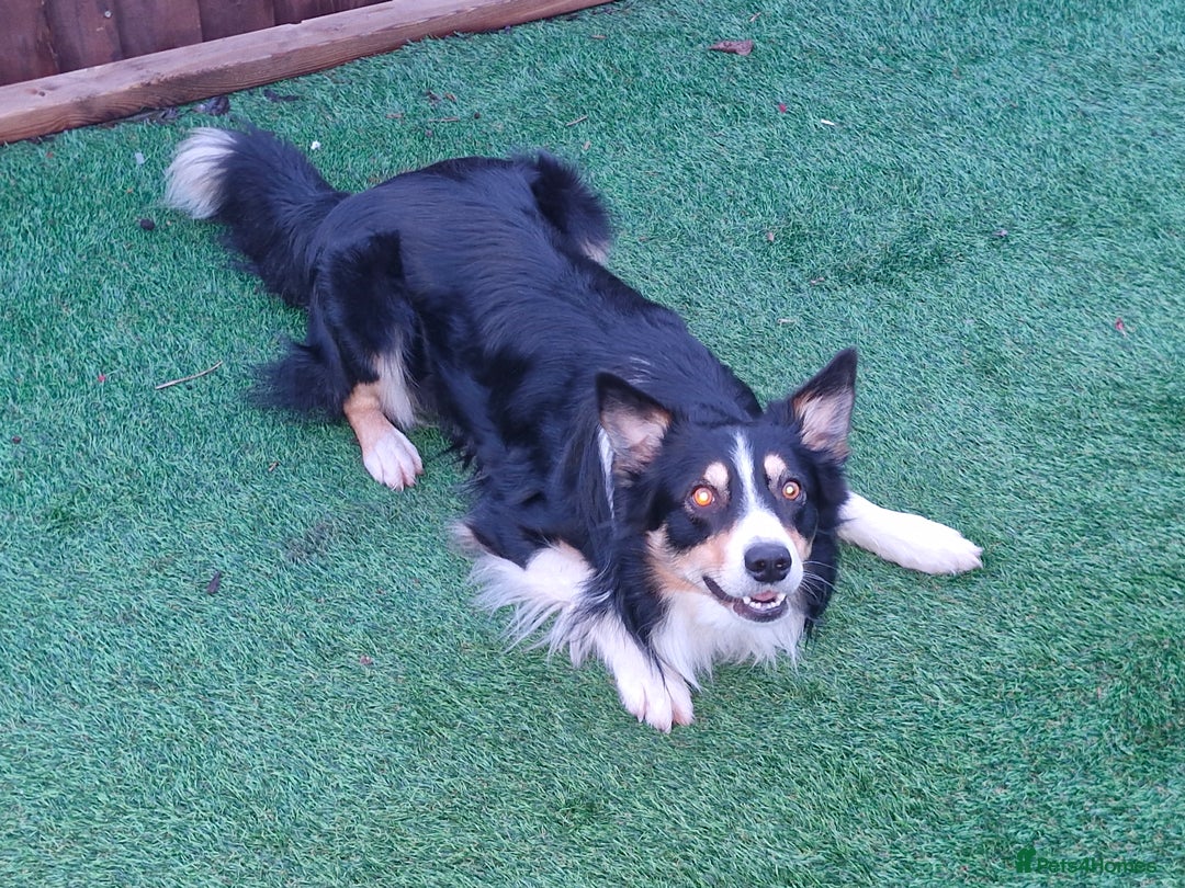 Border Collie dogs for stud: Welsh collie tri colour  - Advert 9