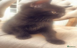 Mixed Breed cats for sale: Half British Blue Kittens  - Image 6