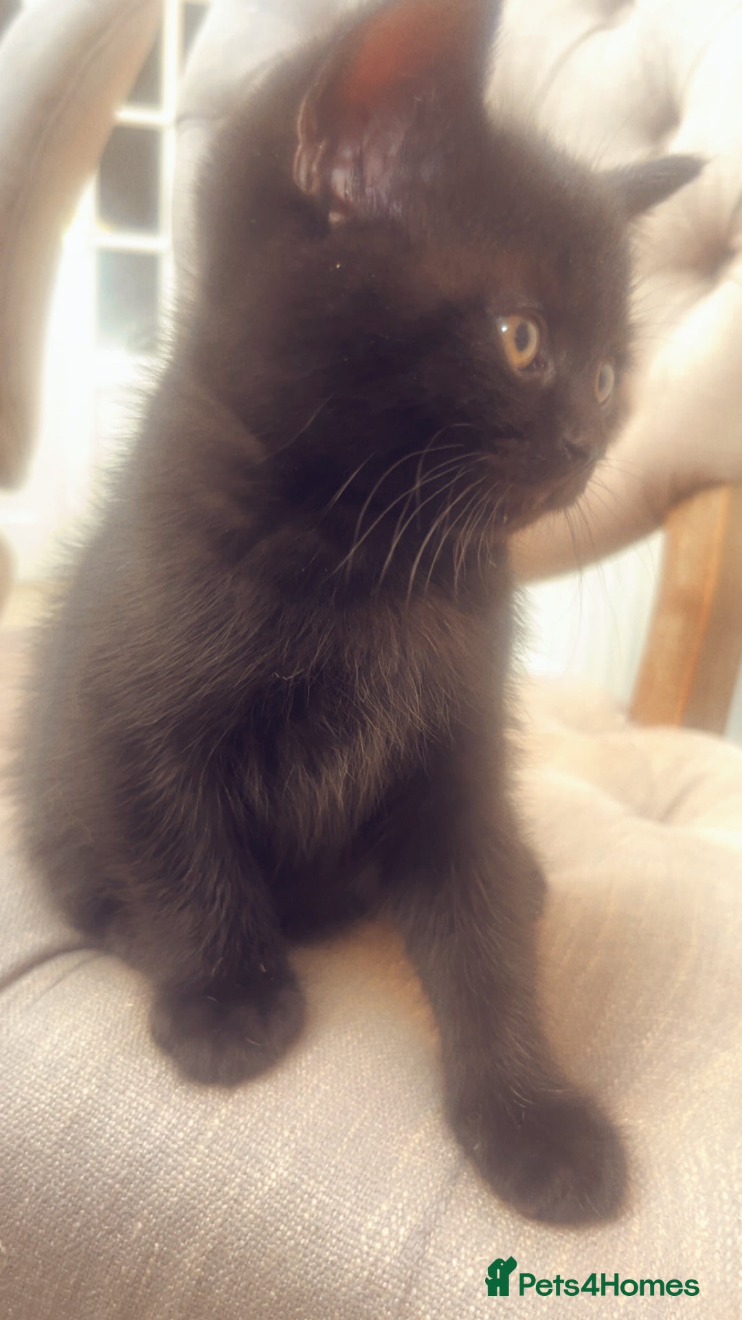 Mixed Breed cats for sale: Half British Blue Kittens  - Image 6