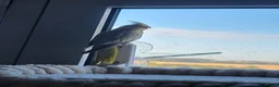 Cockatiels birds for sale: Baby cockatiels - Advert 4