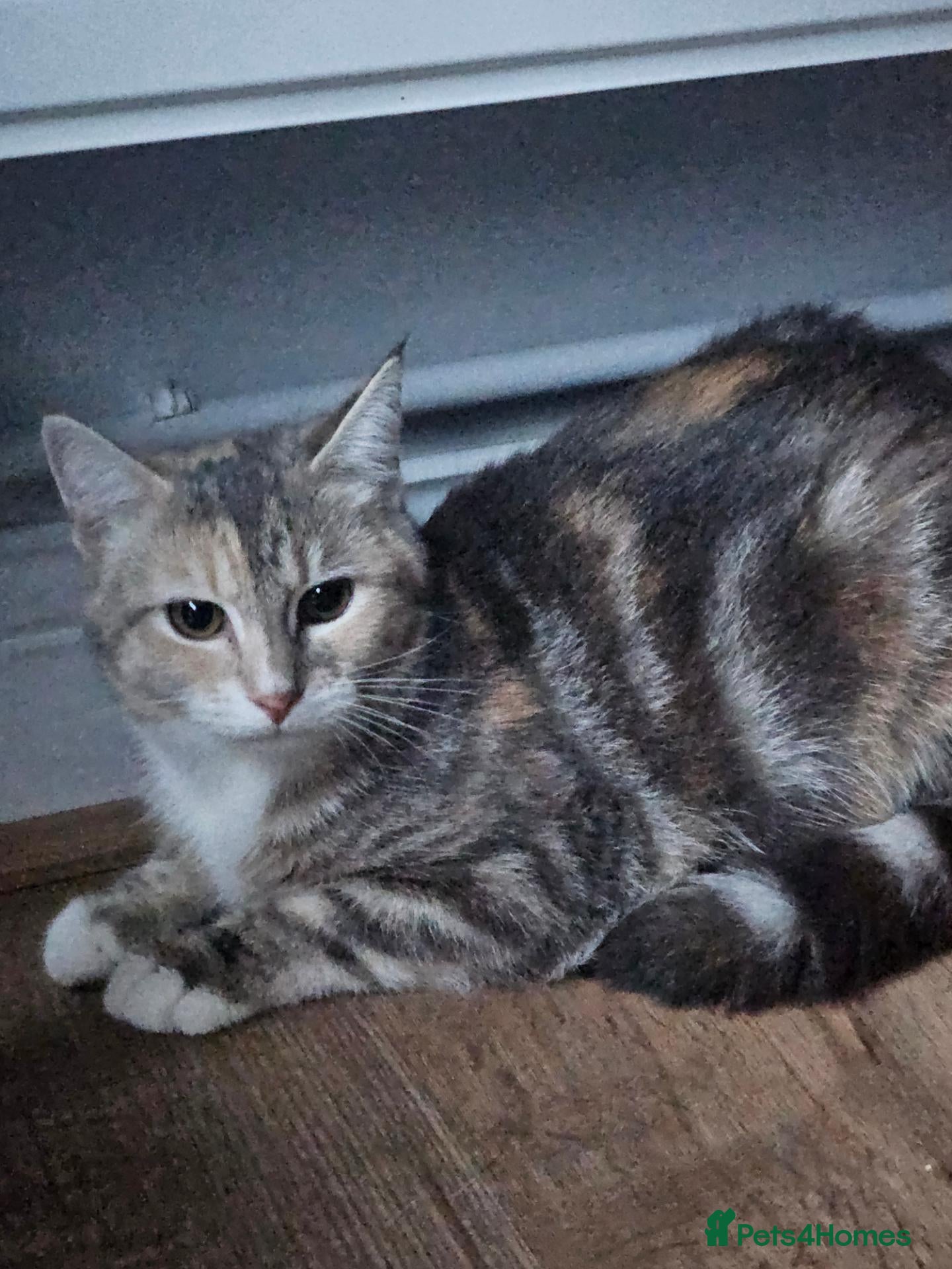 Siberian cats Stunning half Siberian kittens ready to be rehome. - Advert 7