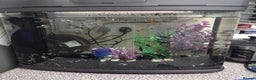 Mollies fish for sale: Guppies male and female - Advert 3