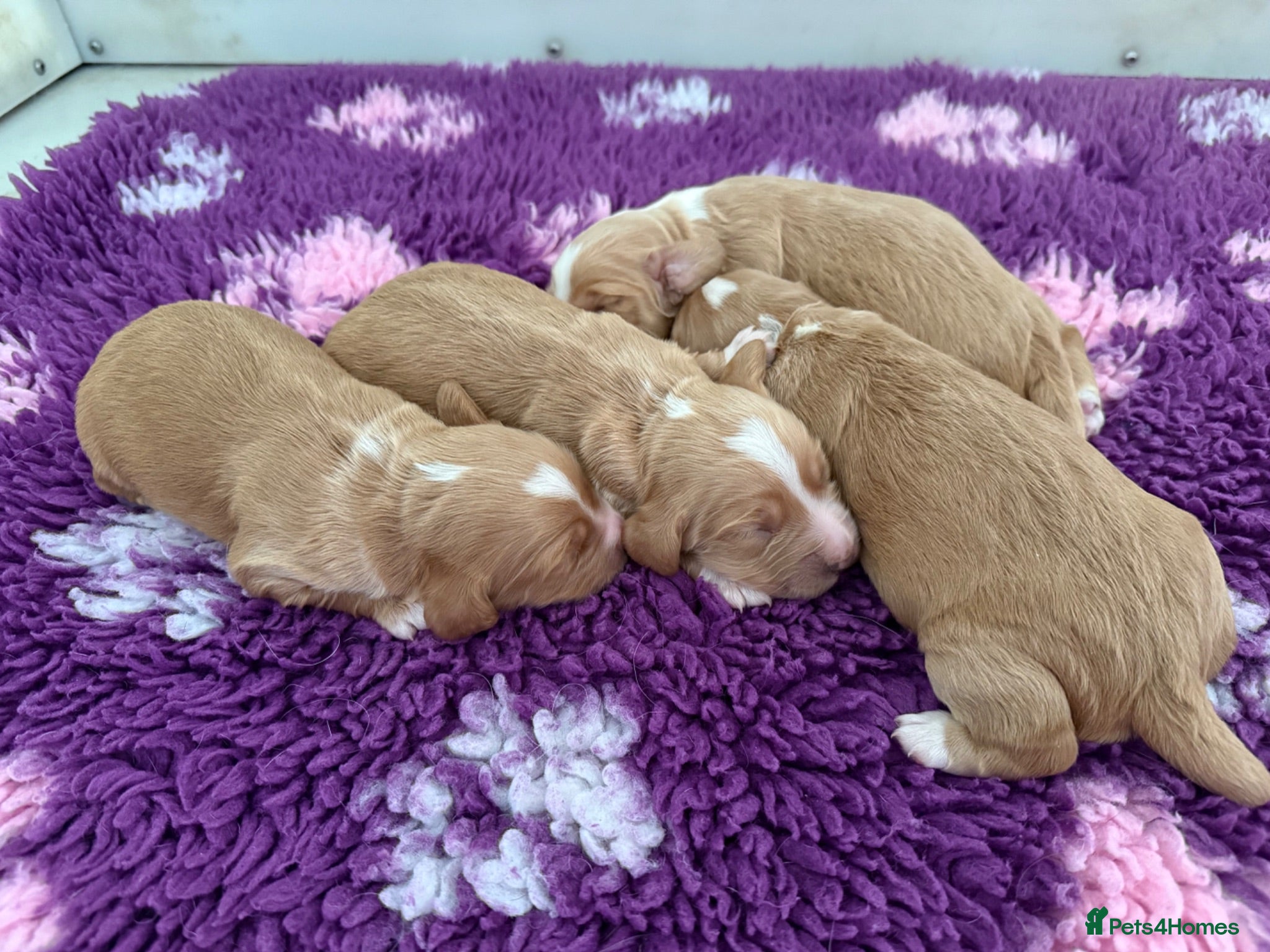 Cocker Spaniel dogs KC Working Cocker Spaniel Puppies - Advert 15