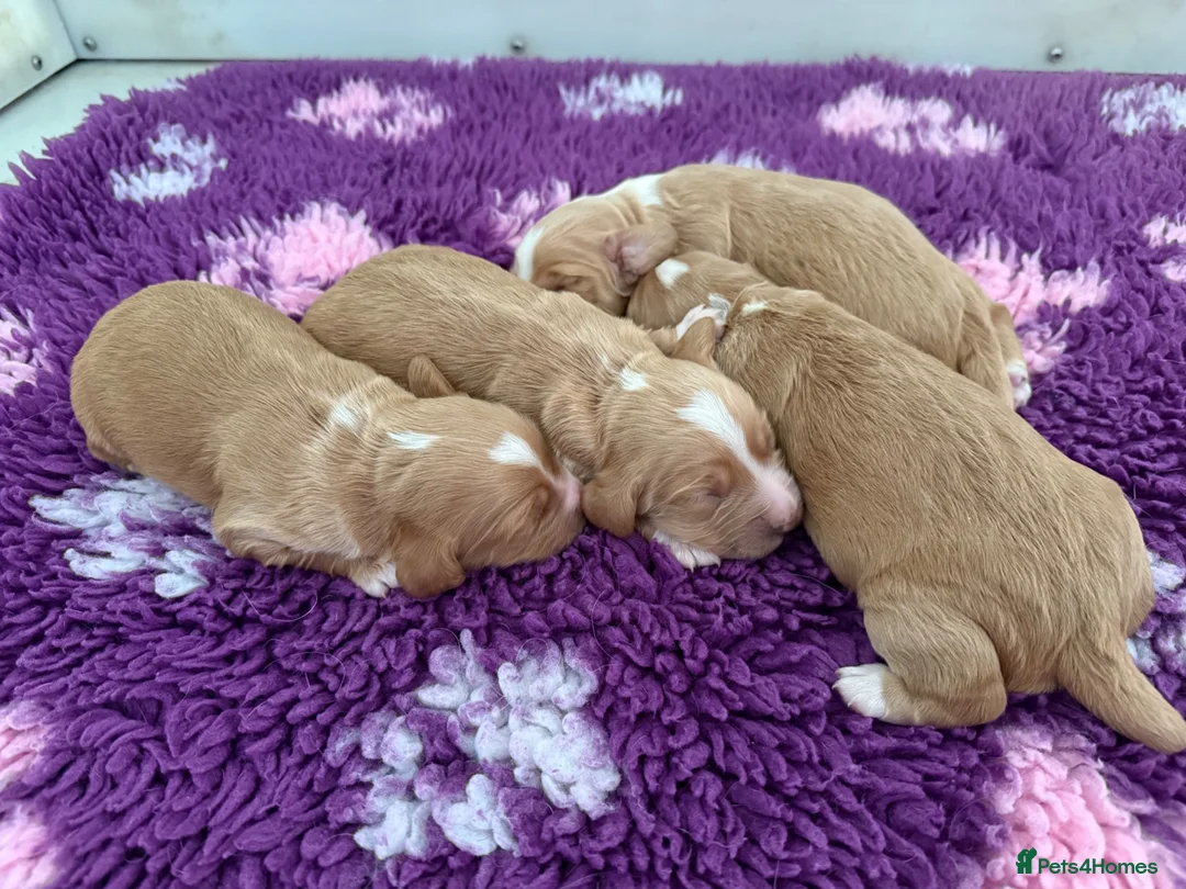 Cocker Spaniel dogs for sale: KC Working Cocker Spaniel Puppies - Advert 1