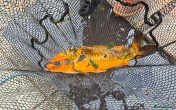 Koi Carp fish for sale: 8 x Koi Crap for Sale  - Image 4