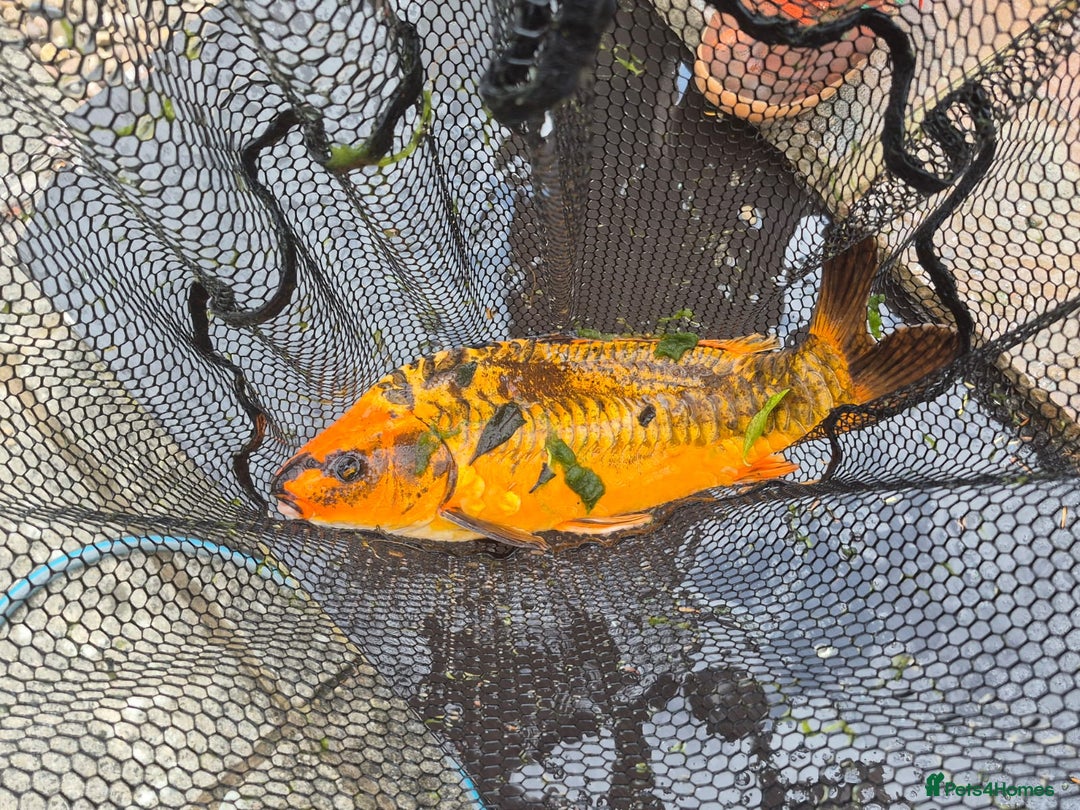 Koi Carp fish for sale: 8 x Koi Crap for Sale  - Image 4