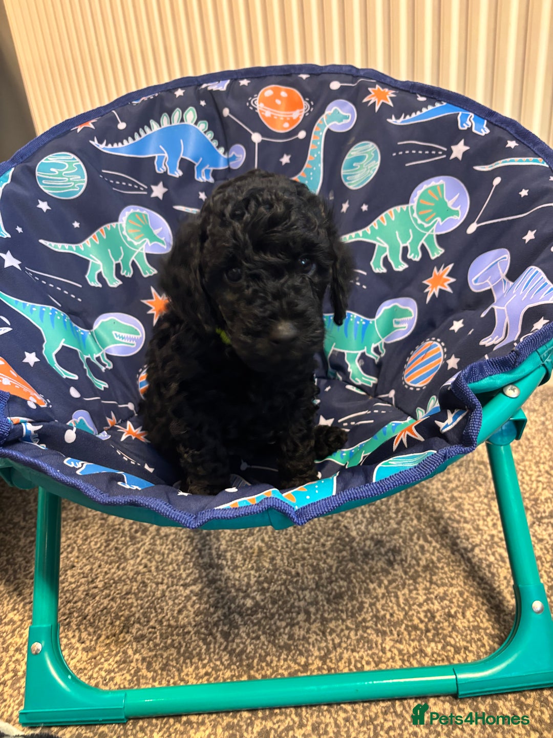 Miniature Poodle dogs for sale: 1m/1f Miniature poodles ready now  - Advert 7