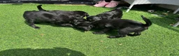 Doxiepoo dogs for sale: 4 beautiful Dacshund cross poodle  - Advert 3