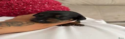 Miniature Dachshund dogs for sale: Mini dachshund  - Advert 4