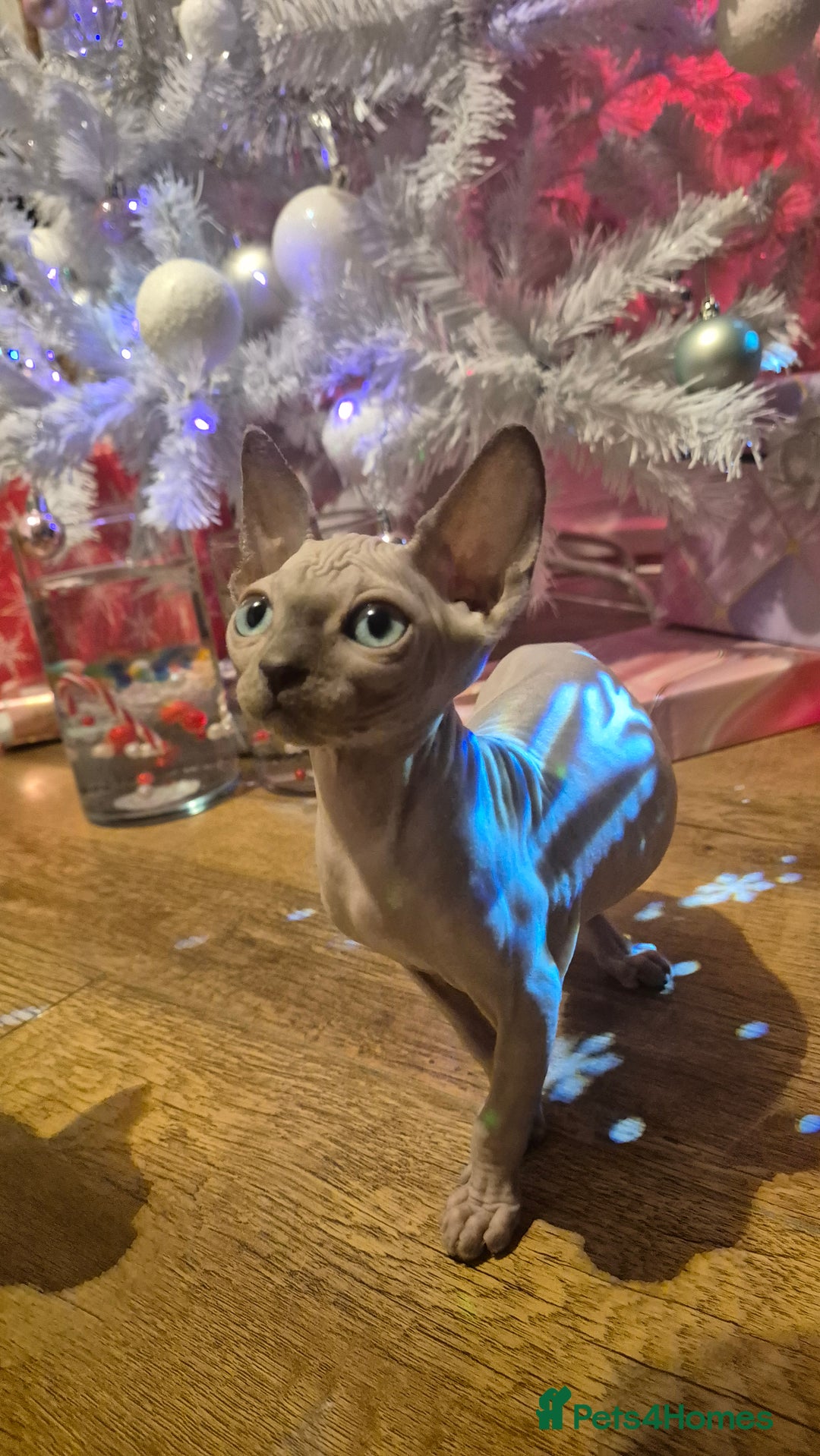 Sphynx cats for sale: Exclusive Sphynx Kittens Looking for Forever Homes - Advert 37