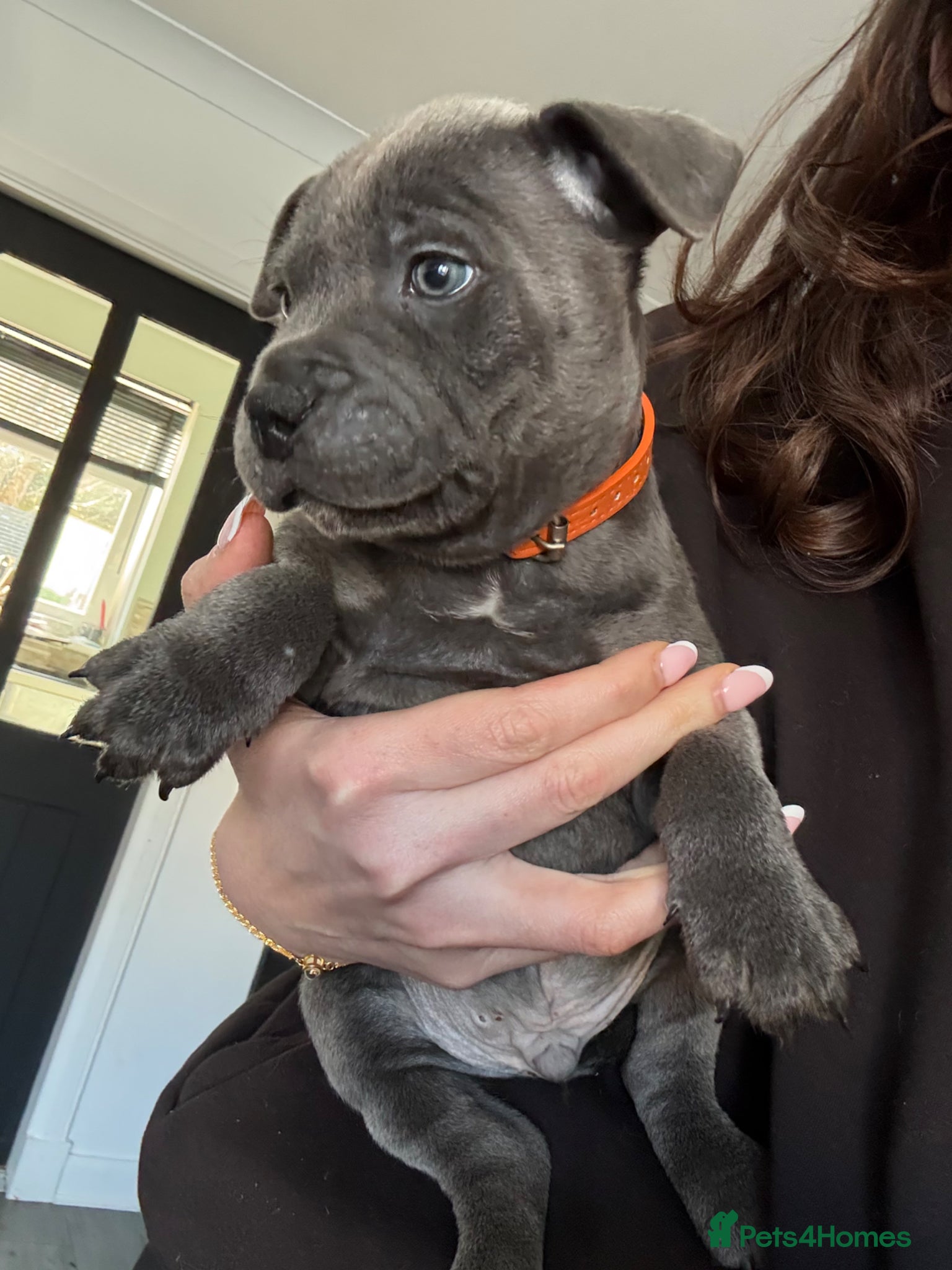 Staffordshire Bull Terrier dogs Blue KC Staffy pups - Advert 6