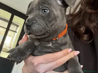 Staffordshire Bull Terrier dogs Blue KC Staffy pups - Advert 6