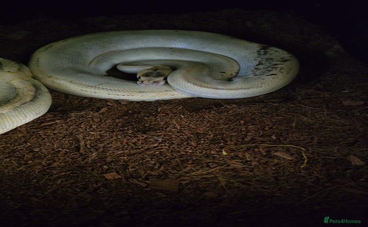 Python Snake reptiles - Advert 9