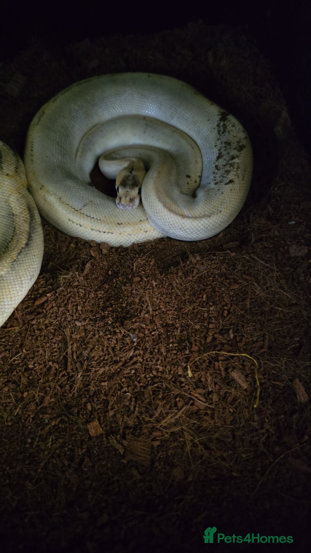 Python Snake reptiles for sale: Python  - Image 1