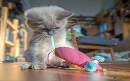 Ragdoll cats for sale: Seal, Sepia and Blue Ragdoll Kittens  - Image 14