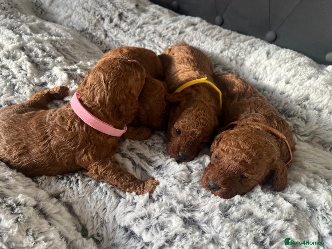 Toy Poodle dogs for sale: Toy poodle puppies - Advert 10