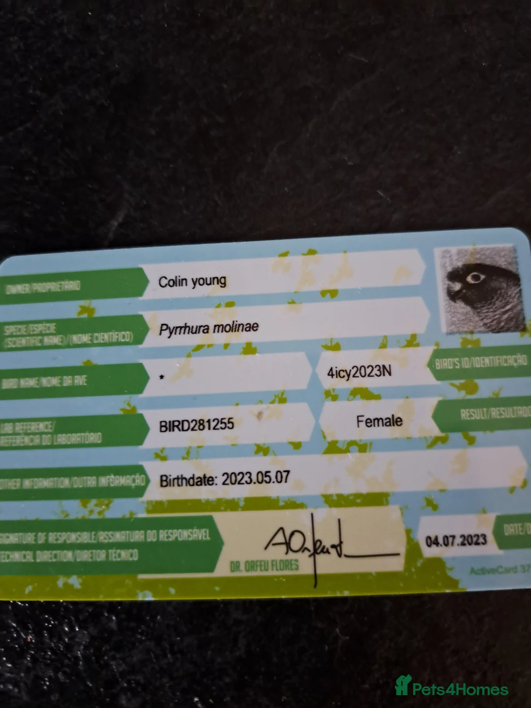 Conures birds for sale: Pineapple Conure in Bonnybridge - Advert 2