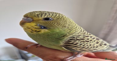 Budgerigars birds - Advert 4