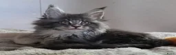 Maine Coon cats for sale: Outstanding quality Tica reg Mainecoon  - Advert 37