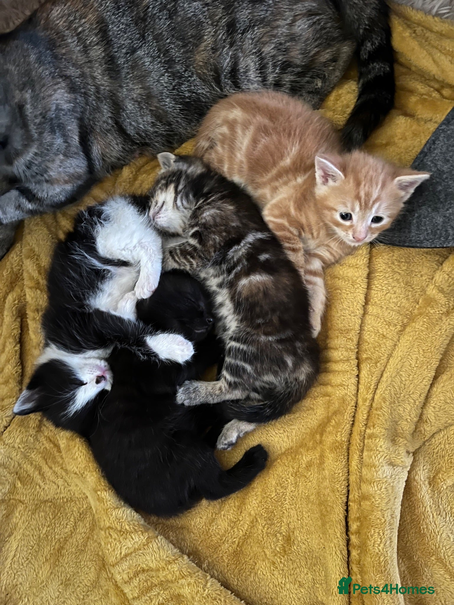 Mixed Breed cats Gorgeous mixed babies - Advert 3
