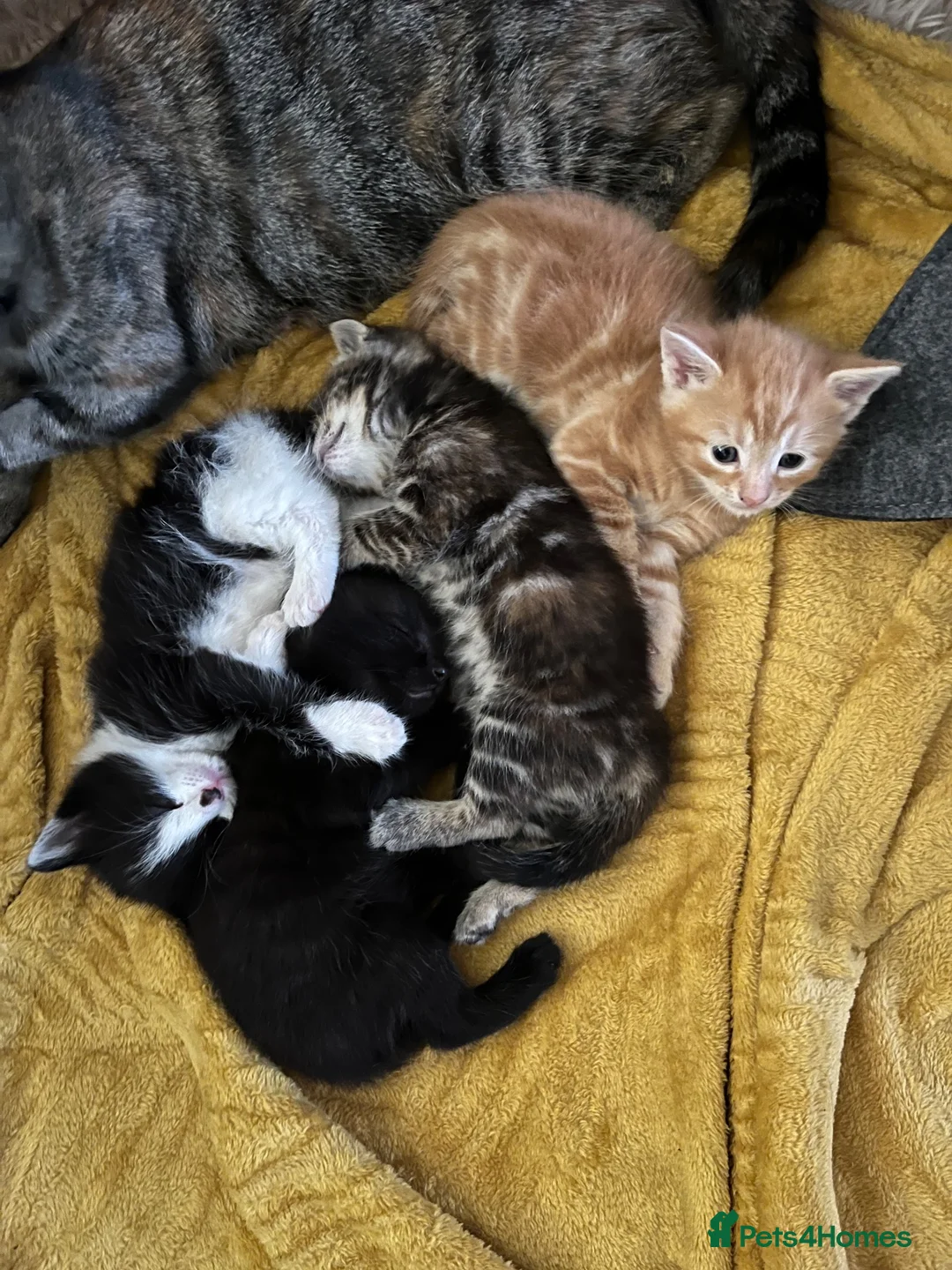 Mixed Breed cats for sale: Gorgeous mixed babies - Advert 1